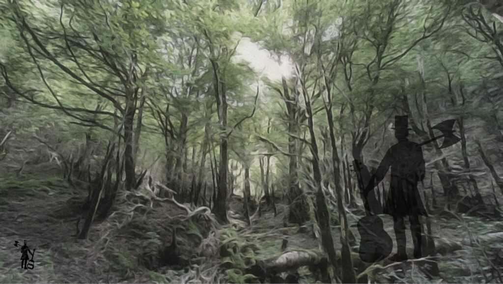 Forêt vue en contre plongée. L'explorateur se trouve au milieu de nombreux fins branchages.