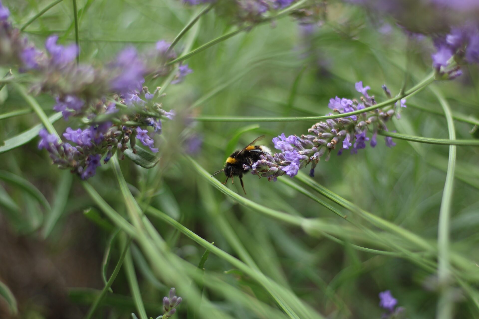 LE VILLAGE AUX CHAMPS DE LAVANDE