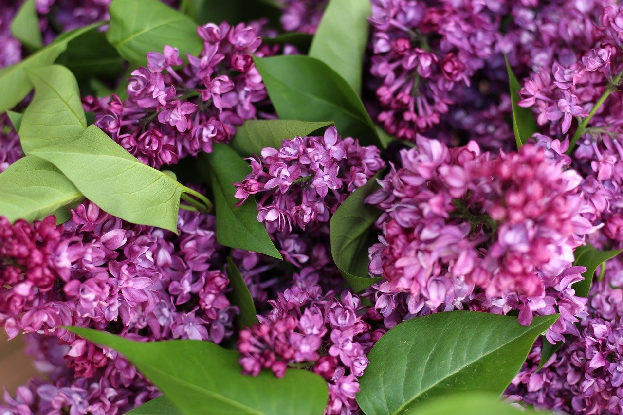 LA PIÈCE DE LA RIVIÈRE AUX FLEURS DE LILAS