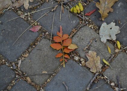 LE PORCHE SOUS LE CLOCHER