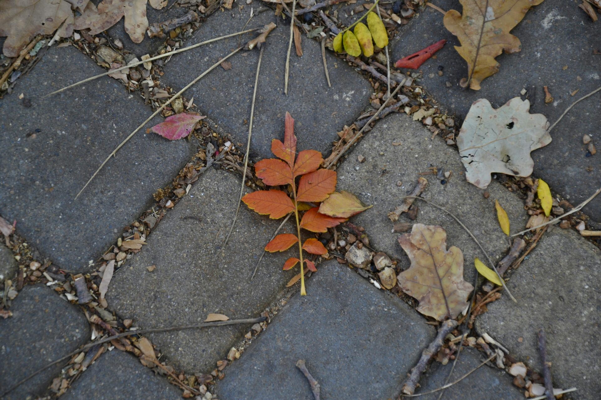 LE PORCHE SOUS LE CLOCHER