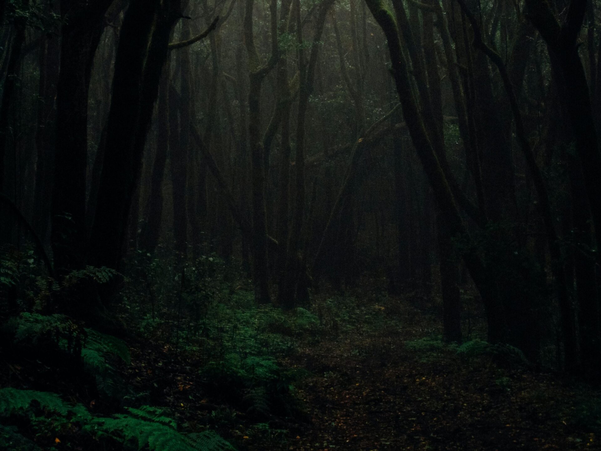 LE TROISIÈME (ET ULTIME ?) SOUS-BOIS