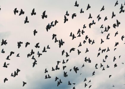 LE BUREAU DES SIGNES