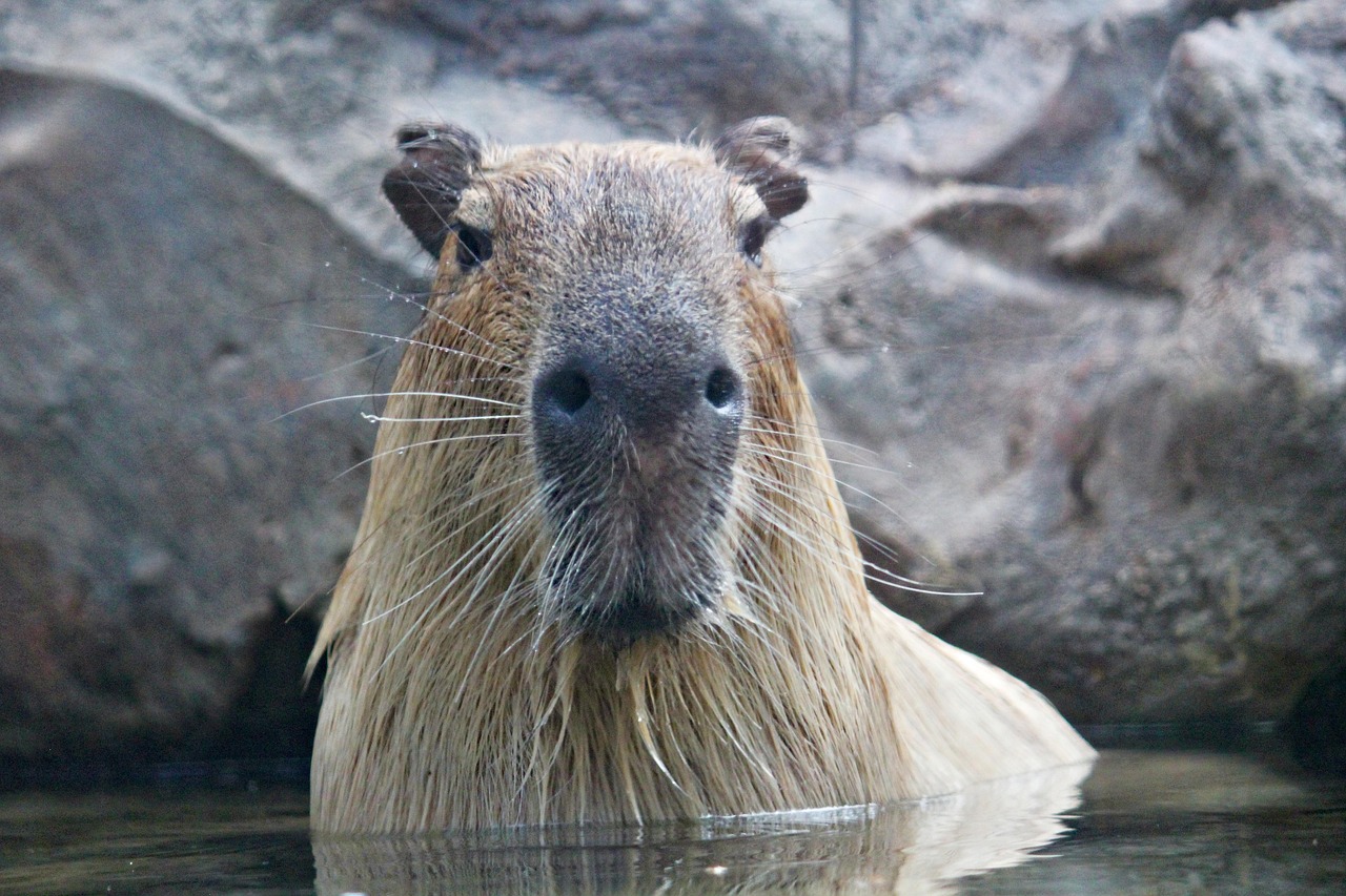 LA PIÈCE DES CAPYBARAS À BÉRET ROUGE