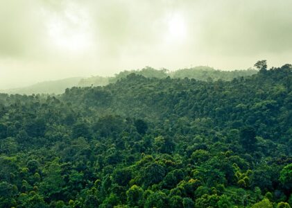 LE HAUT DE LA PYRAMIDE, QUELQUE PART AU MILIEU DE LA JUNGLE