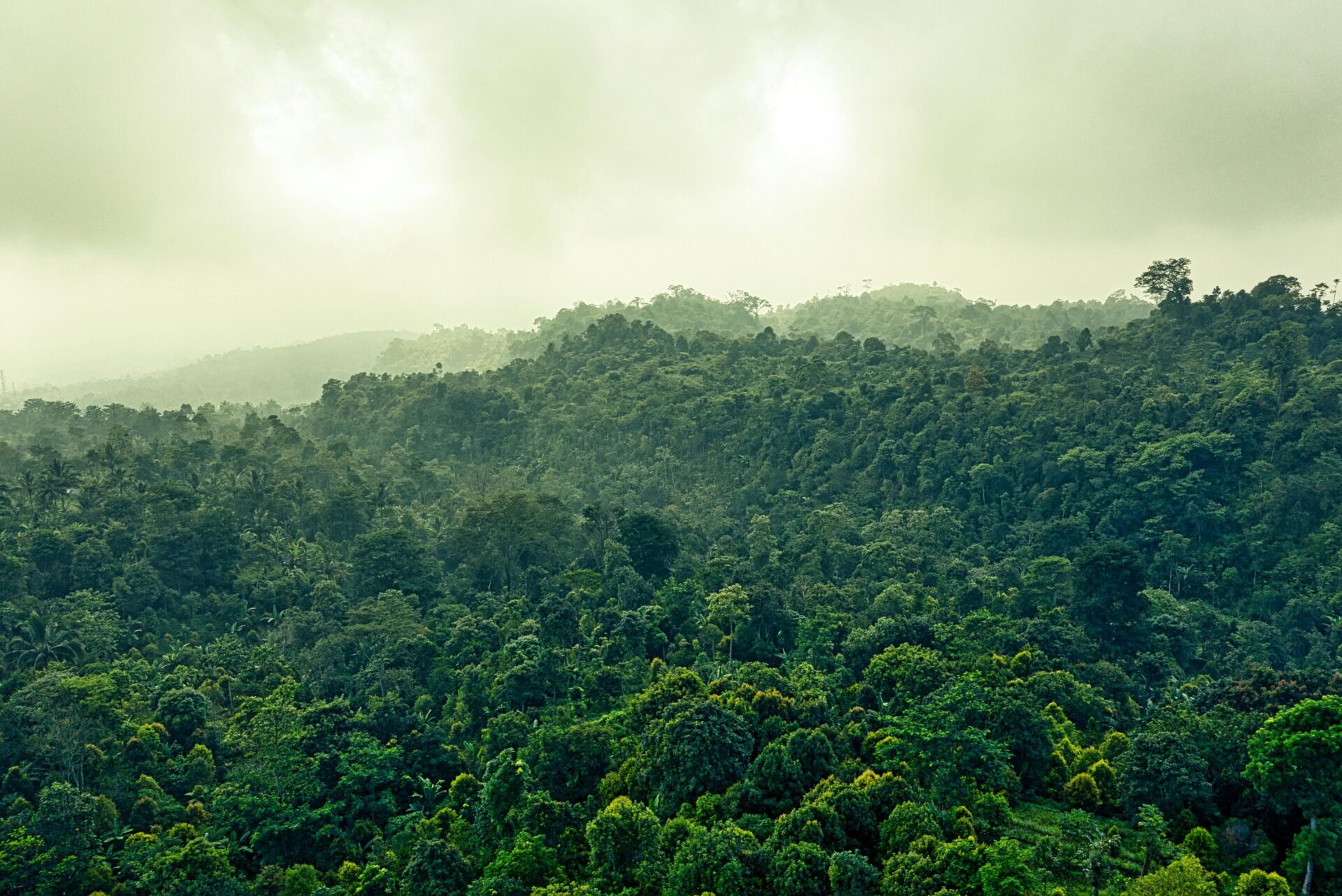LE HAUT DE LA PYRAMIDE, QUELQUE PART AU MILIEU DE LA JUNGLE