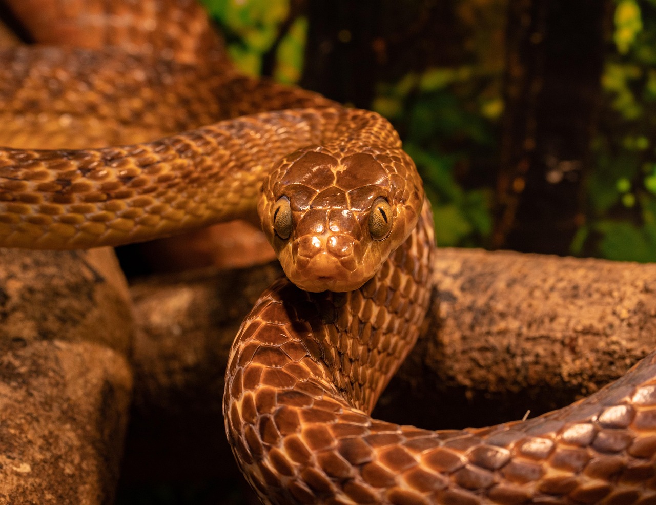 LA BAIGNOIRE DU SERPENT