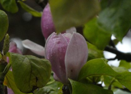 LA PIÈCE-CLAIRIÈRE DU DERNIER REPOS