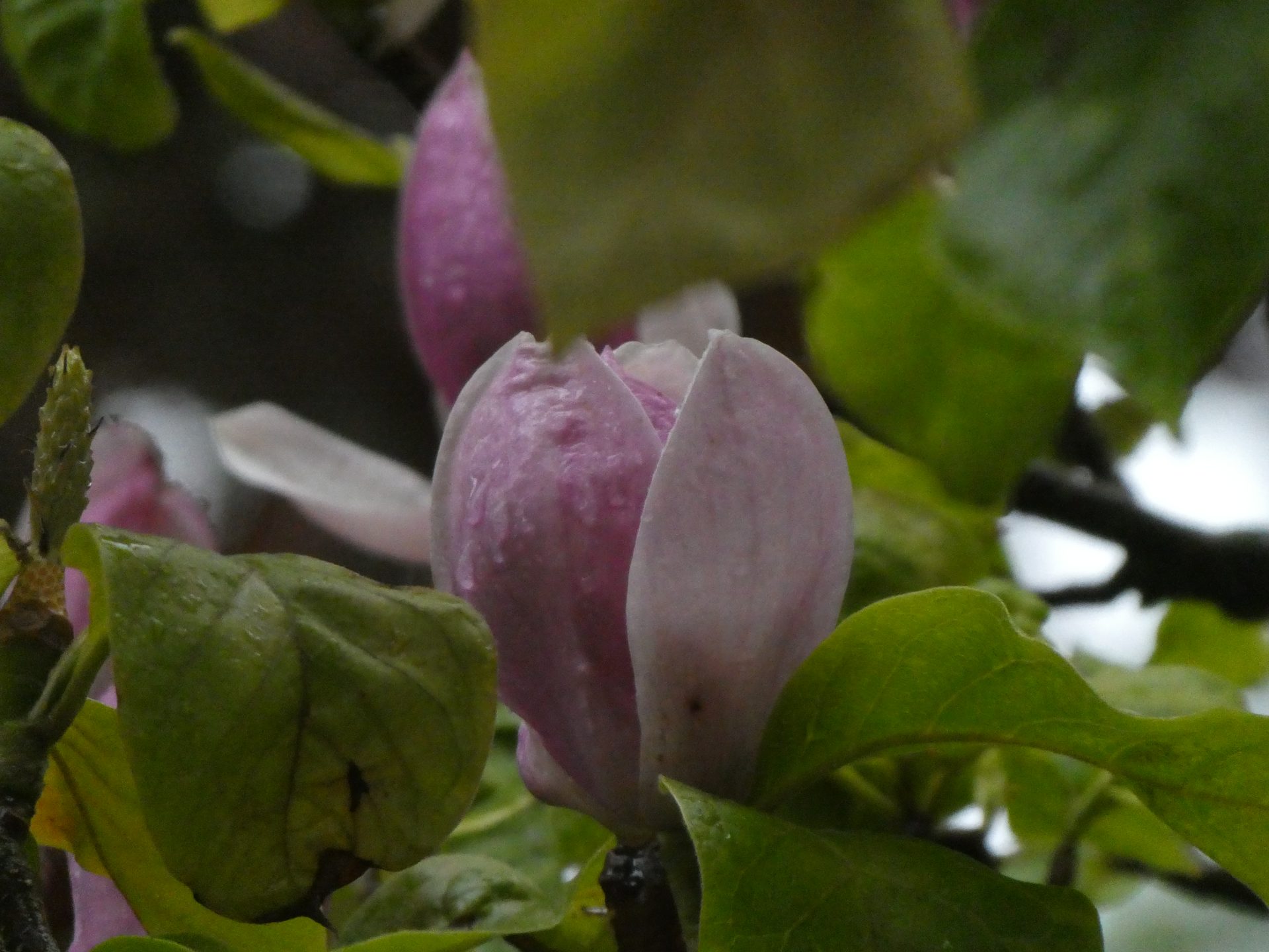 LA PIÈCE-CLAIRIÈRE DU DERNIER REPOS
