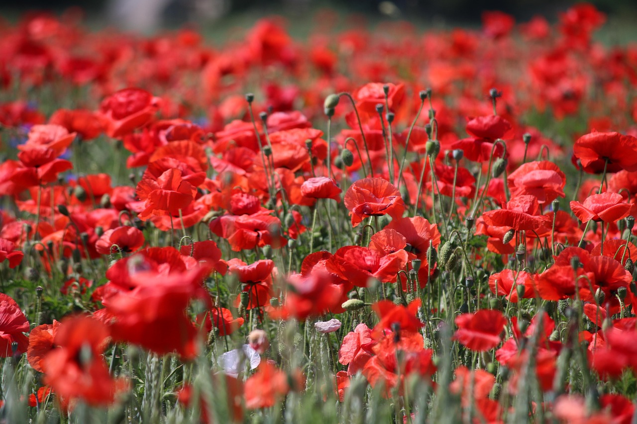 LE VILLAGE AUX CHAMPS DE COQUELICOTS