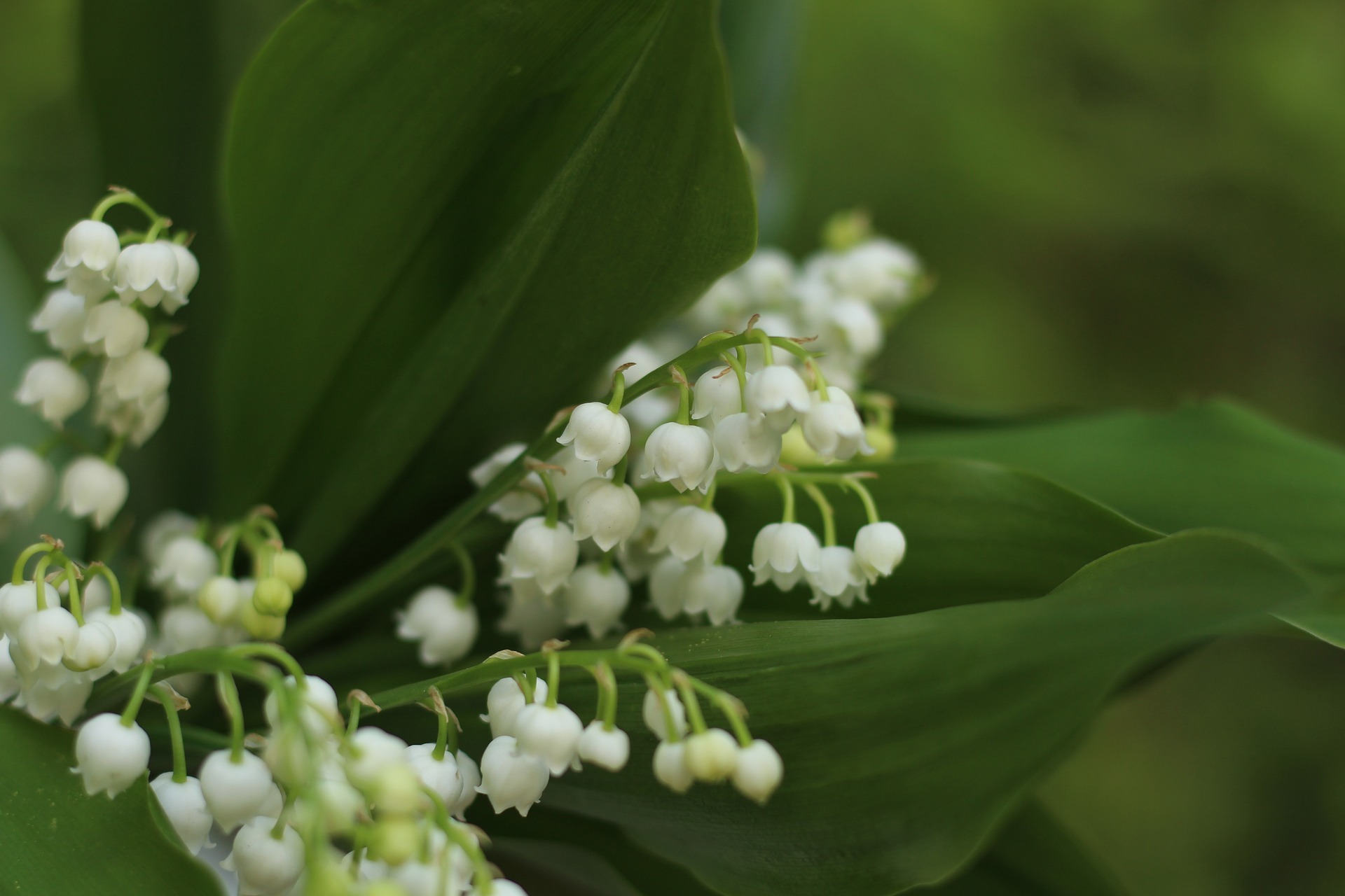 LA PIÈCE DE LA CLAIRIÈRE AU MUGUET