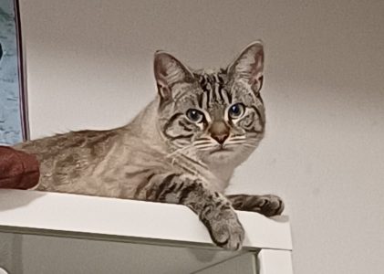 LA PIÈCE DU COURS DE FRANÇAIS PARTICULIER