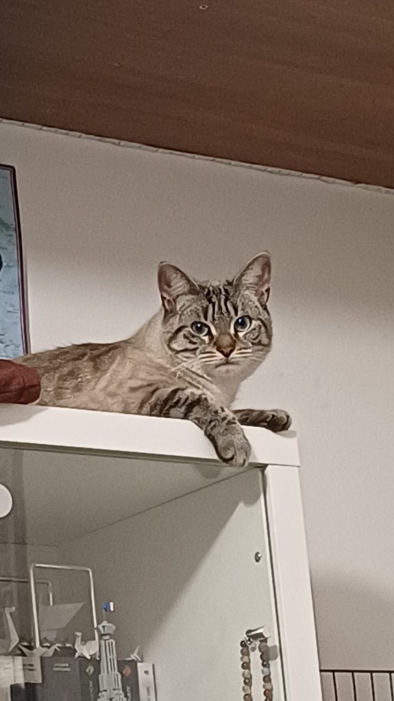 Photo de chat perché en haut d'une étagère