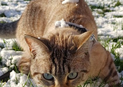 LA PIÈCE AVEC LA MOQUETTE QUI PUE LE CHIEN
