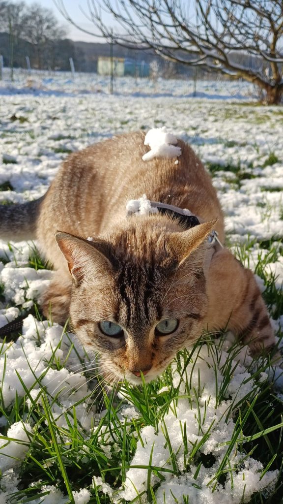 Image d'un chat trop mimi sur une pelouse enneigée. Il se tient tel un chasseur et nous regarde droit dans les yeux avec ses beaux yeux bleus de prédateur
