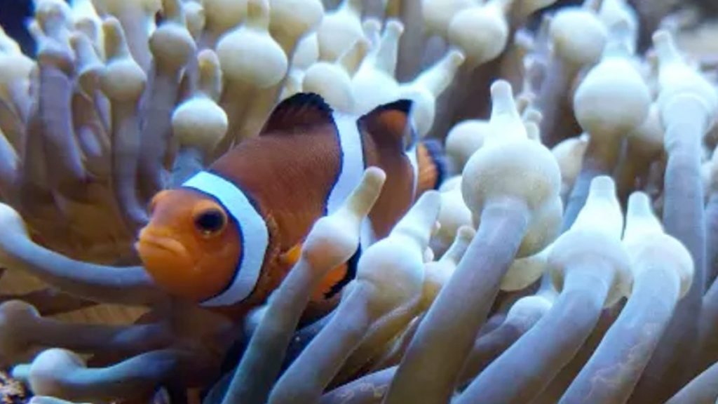 poisson clown dans une anémone