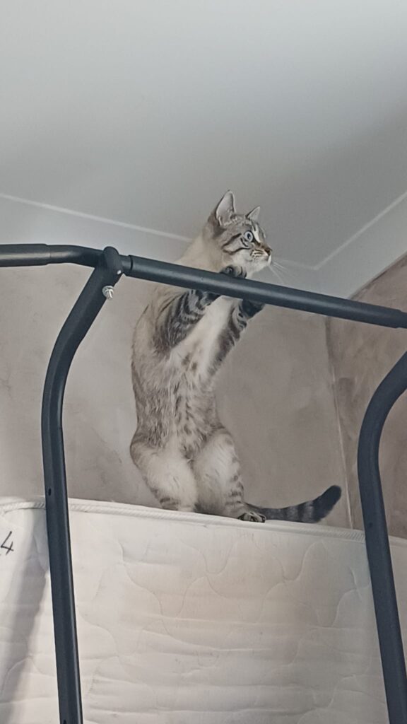 Photo d'un chat debout sur un matelas posé contre un mur à la verticale. Le chat est debout et ses pattes avant sont posées sur une barre de traction. Ce chat est manifestement un grand sportif...