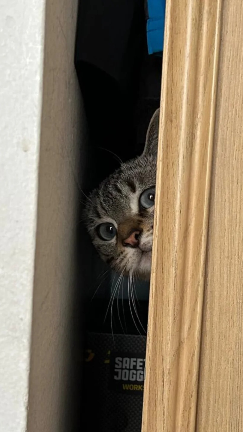 À travers un placard entrouvert, on aperçoit la tête d'un magnifique chat qui épie l'extérieur.