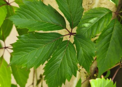 LA PIÈCE AUX FEUILLES QUI TRANSFORMENT EN MOMIES