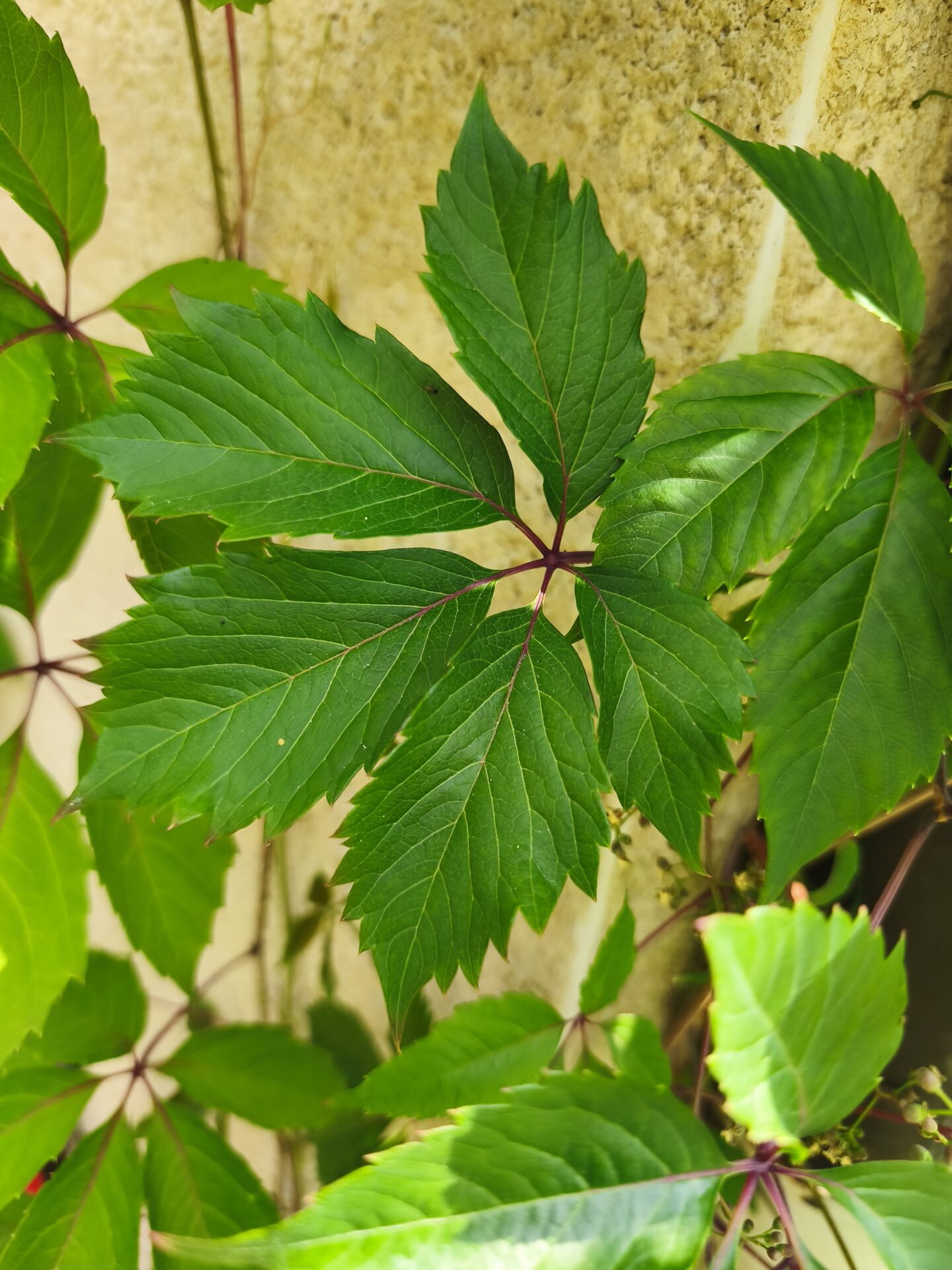 Feuille verte