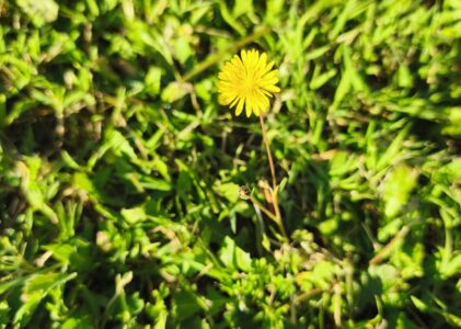 LE CHAMP DE FLEURS OÙ JE M’ENDORS