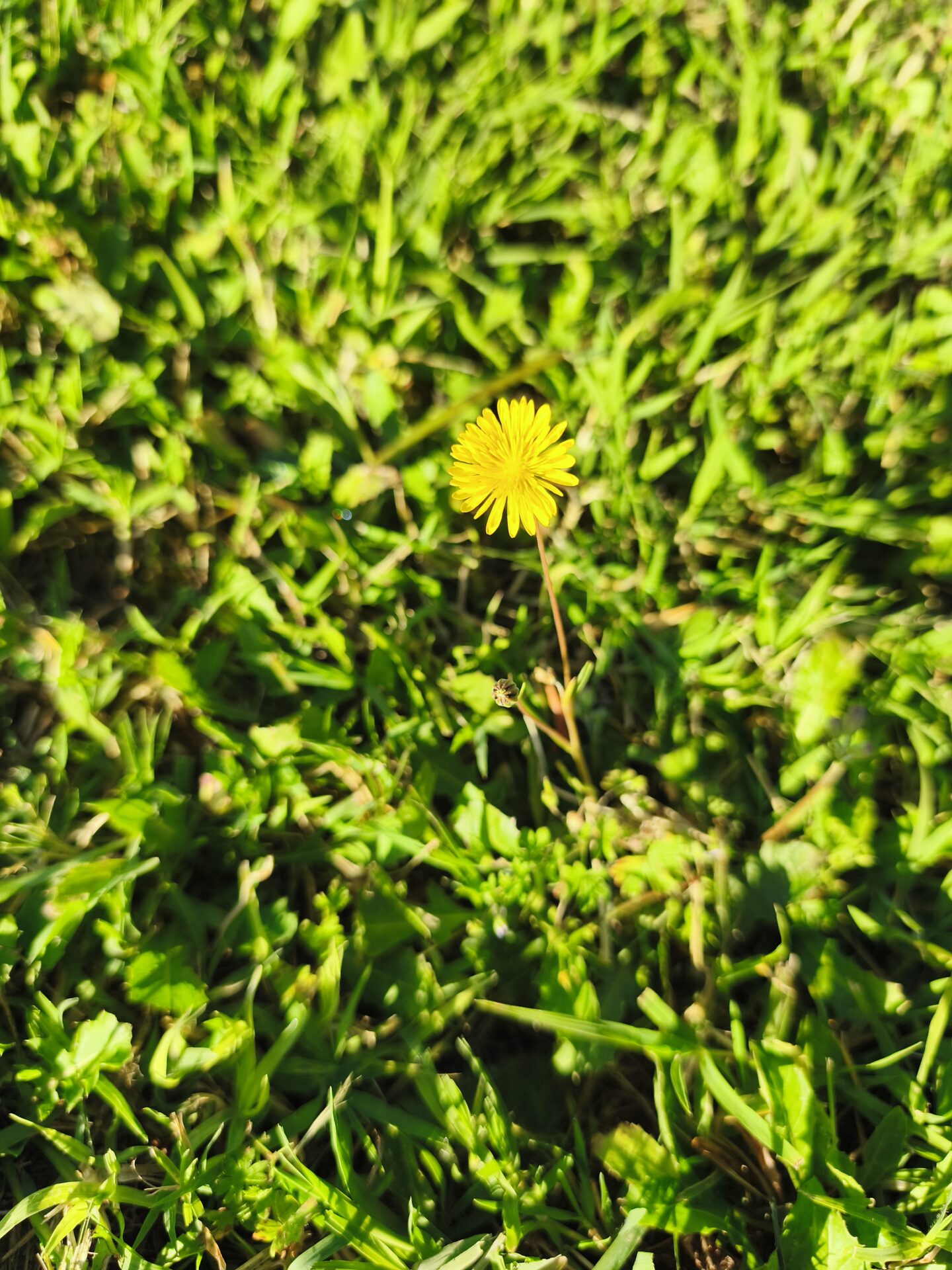 LE CHAMP DE FLEURS OÙ JE M’ENDORS