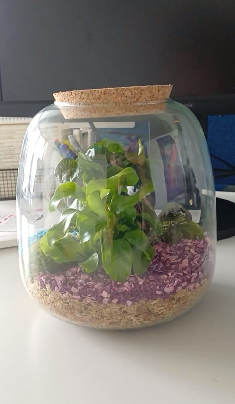 Photo d'un petit terrarium tout mimi