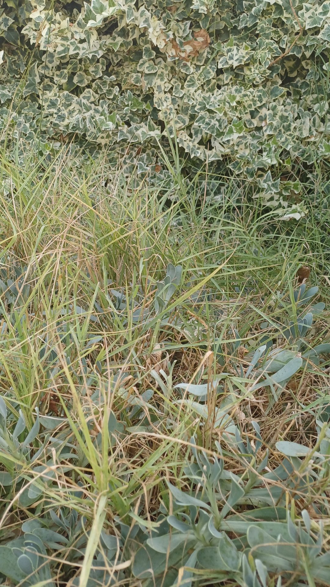 LA PLACE CENTRALE DE LA VILLE ENVAHIE PAR LES PLANTES  