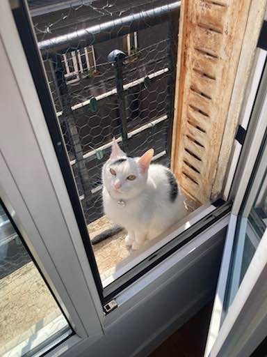 Chat blanc à taches noires, au regard méprisant, sur le rebord d'un balcon dont la fenêtre est ouverte