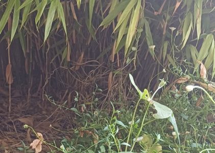LA JUNGLE