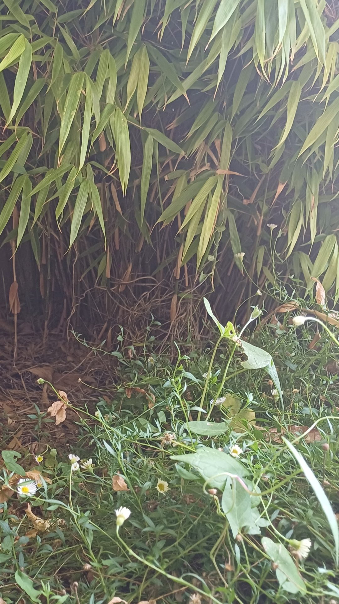 LA JUNGLE