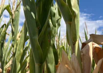 LE JARDIN OÙ LA CITROUILLE A DISPARU