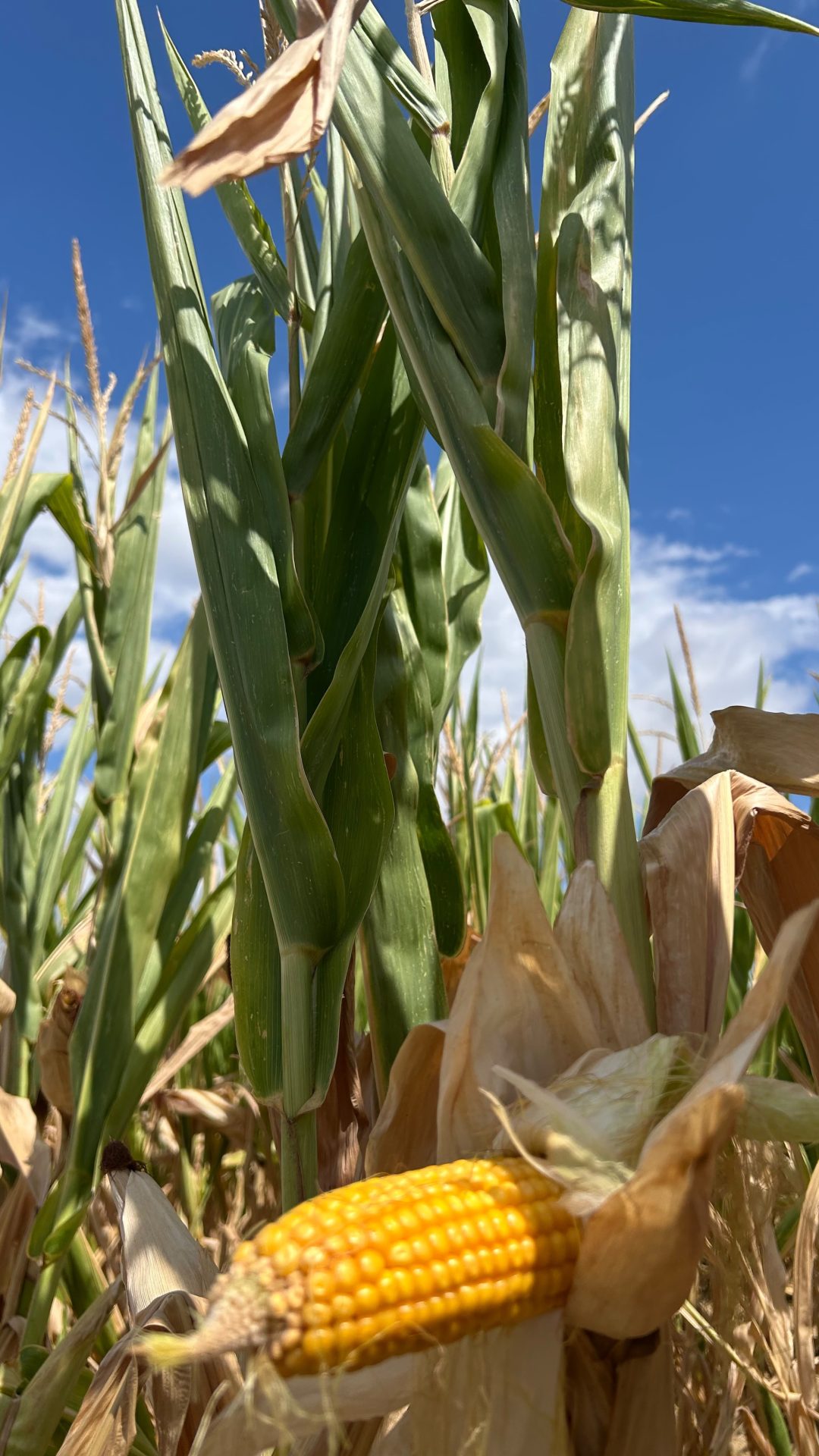 LE JARDIN OÙ LA CITROUILLE A DISPARU