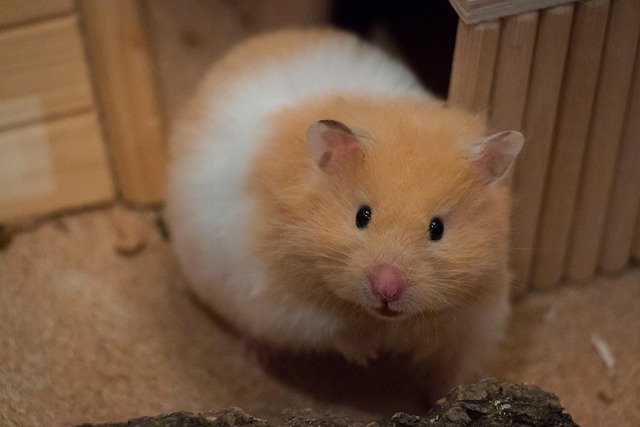 Photo de hamster