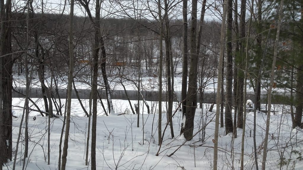 Forêt sous la neige