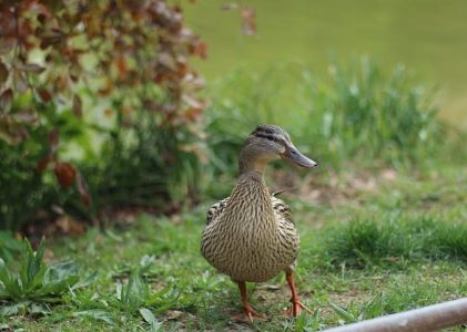 LA PIÈCE OÙ CETTE FOUTUE SECTE M’EST TOMBÉE DESSUS