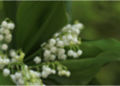 LA PIÈCE AVEC DU MUGUET