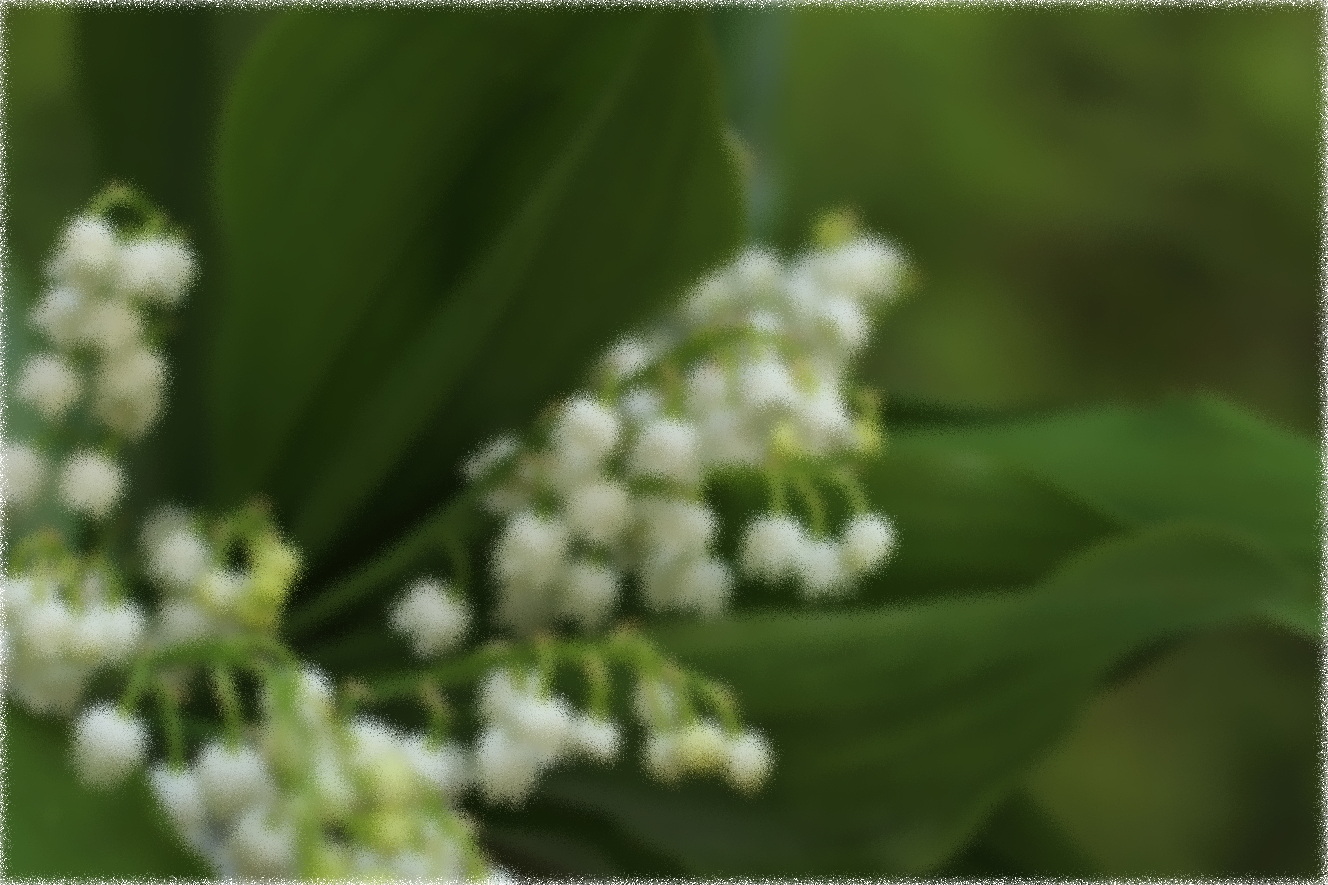 photo de muguet vu de près, flou et pixelisé
